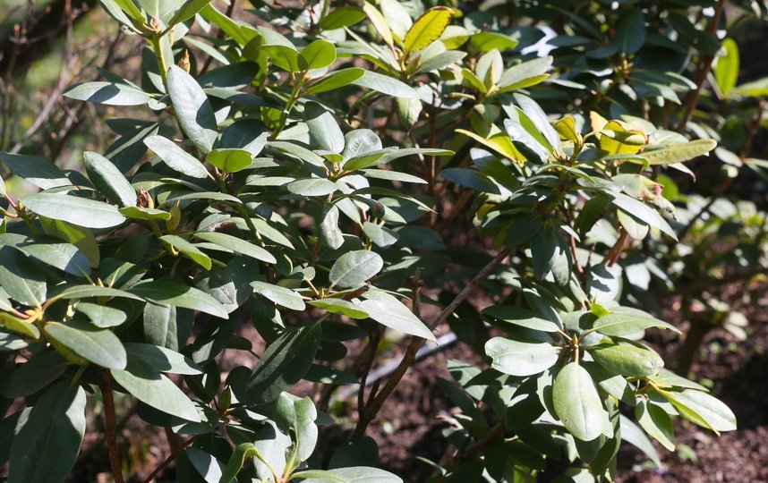 Рододендрон. Фото Василий Кузьмичёнок