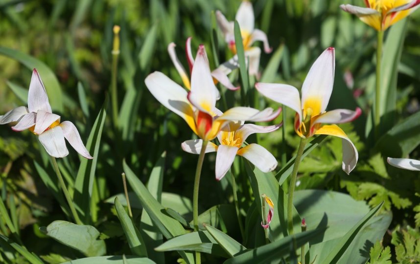 Тюльпаны. Фото Василий Кузьмичёнок