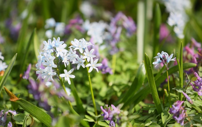 Пушкиния пролесковидная. Фото Василий Кузьмичёнок