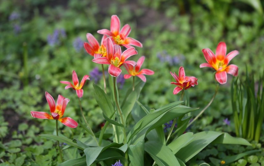Тюльпаны. Фото Василий Кузьмичёнок