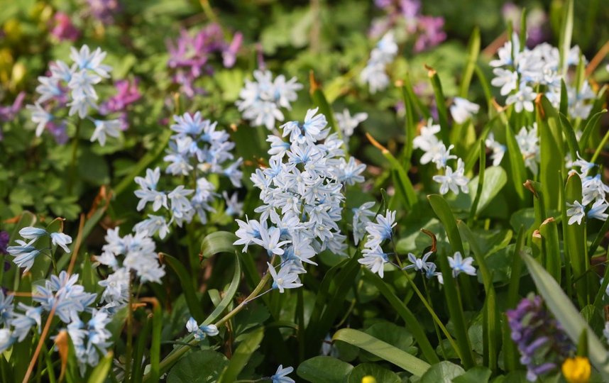 Пушкиния пролесковидная. Фото Василий Кузьмичёнок