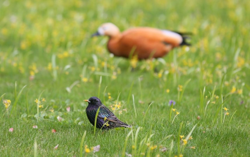Приближение весны чувствуется во всём. Фото Василий Кузьмичёнок