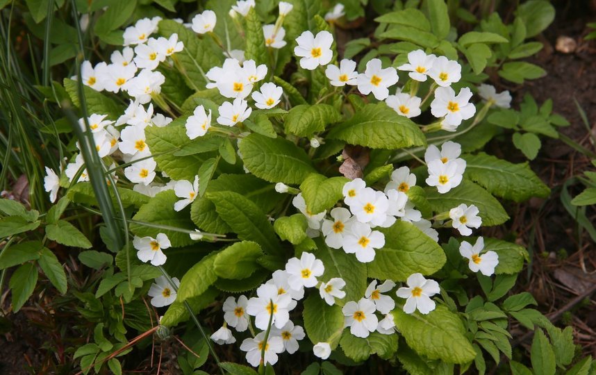 Аномально рано распустились тюльпаны, нарциссы и другие растения. Фото Василий Кузьмичёнок