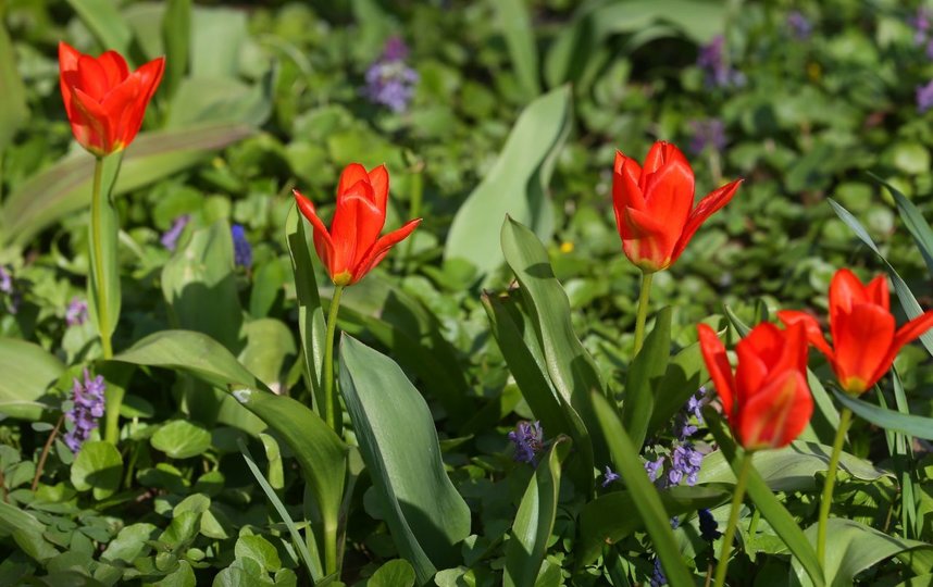Тюльпаны. Фото Василий Кузьмичёнок