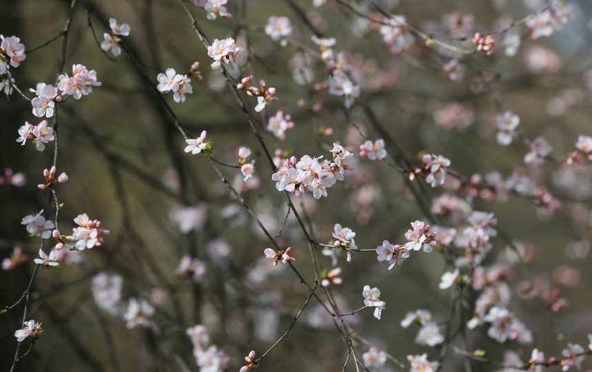Церазолуизения чичанская - природный гибрид вишни и миндаля из Средней Азии. Фото Василий Кузьмичёнок