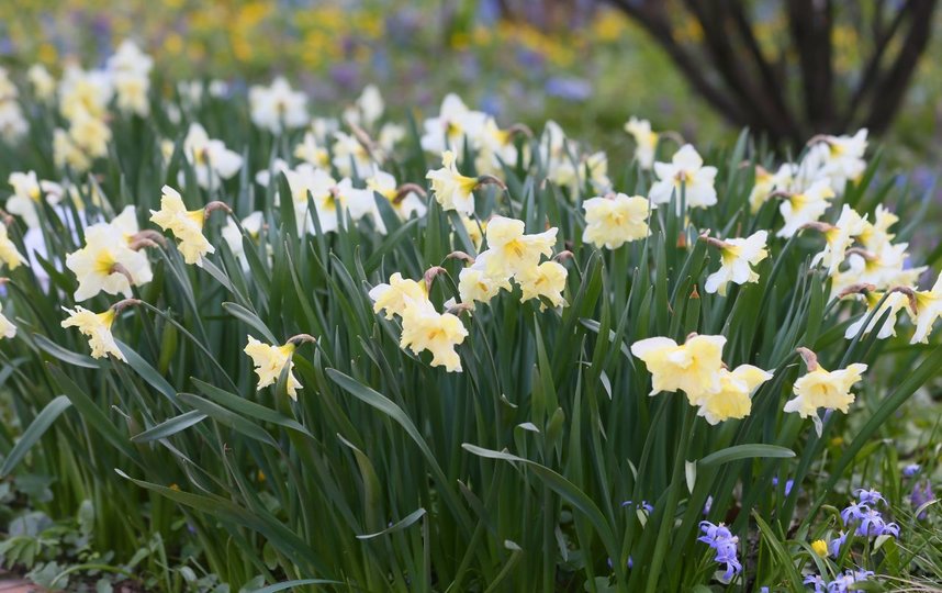 Нарциссы. Фото Василий Кузьмичёнок