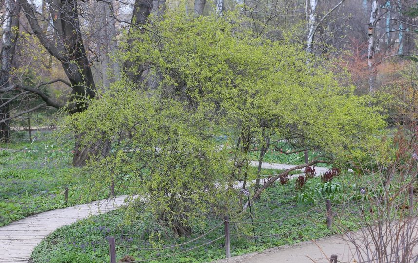 Принсепия китайская. Фото Василий Кузьмичёнок