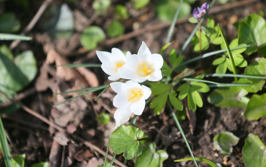 Безвременник великолепный. Фото Василий Кузьмичёнок
