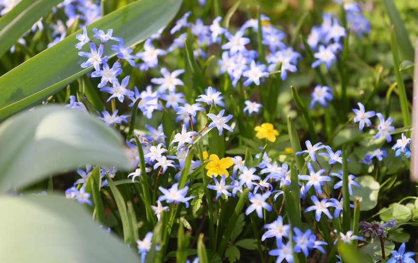 Триллиум прямостоячий. Фото Василий Кузьмичёнок