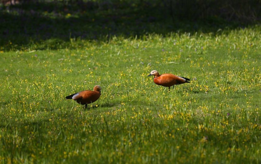 Пара красных уток прилетает сюда уже много лет подряд. Фото Василий Кузьмичёнок