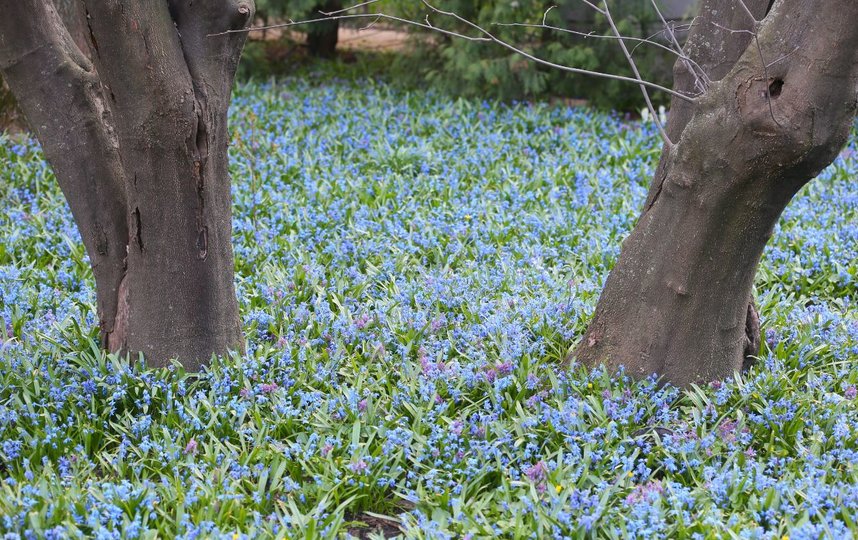 Сад благоухает. Фото Василий Кузьмичёнок