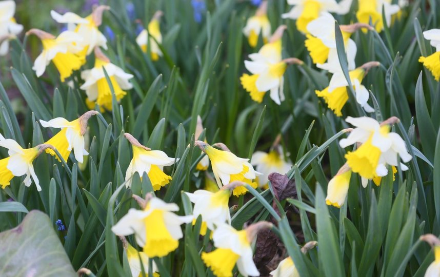 Нарциссы. Фото Василий Кузьмичёнок