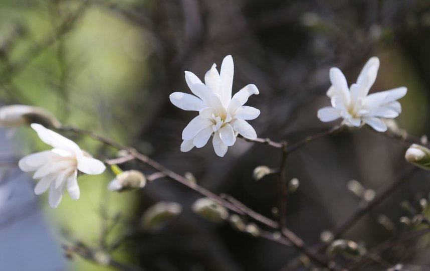 Магнолия Лебнера. Фото Василий Кузьмичёнок