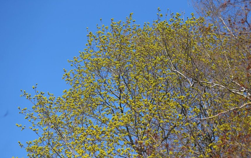 Наслаждаемся красотой онлайн! Фото Василий Кузьмичёнок