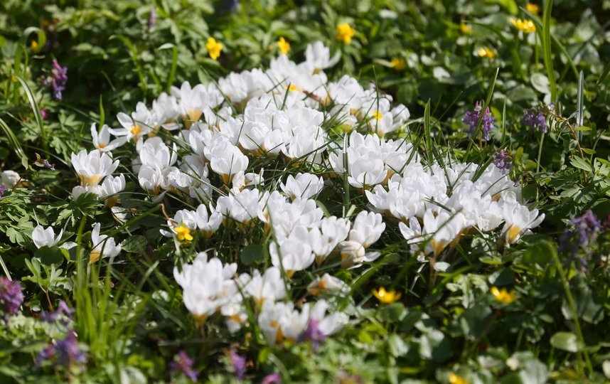 Аномально рано распустились тюльпаны, нарциссы и другие растения. Фото Василий Кузьмичёнок