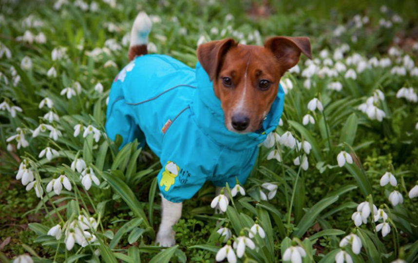 Граза - модель. Ей комфортно и в одежде, и без.Главное - побыстрей в путешествие! Фото Ксения, "Metro"