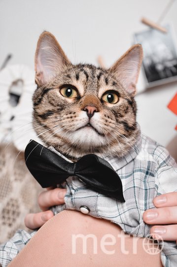 Любовь к фотографии и примерке одежды у Рагнара – в крови! У хозяев также появилось желание отдать его в кошачье модное агенство. Фото Ксения, "Metro"