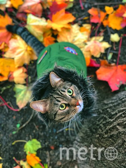 Любовь к фотографии и примерке одежды у Рагнара – в крови! У хозяев также появилось желание отдать его в кошачье модное агенство. Фото Ксения, "Metro"