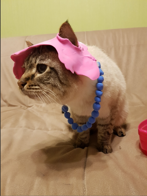 Коты тоже бывают модными. Фото Ева, "Metro"