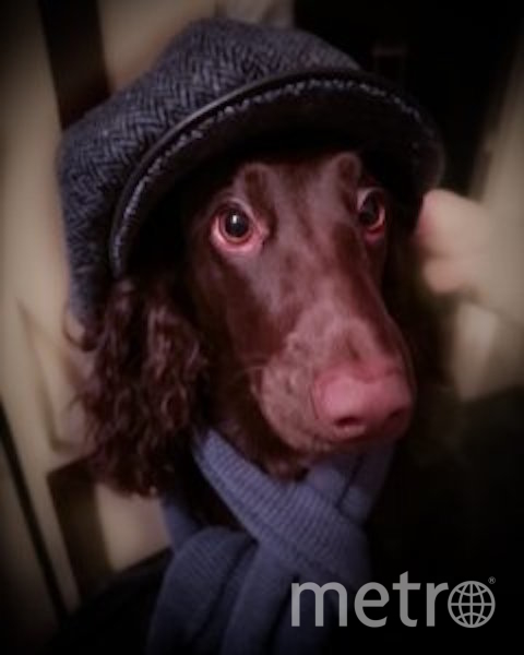 Дени обожает "охотиться" за вещами хозяев и уносить их в свое "логово" ( под диван). Может, она просто модница и хочет быть в тренде? Фото Оксана, "Metro"