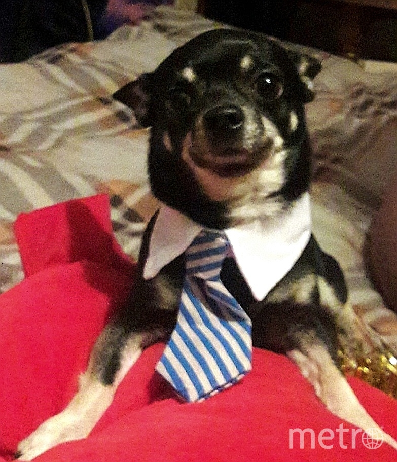 Чип тот ещё модник. Фото Дина, "Metro"