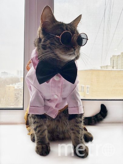 Любовь к фотографии и примерке одежды у Рагнара – в крови! У хозяев также появилось желание отдать его в кошачье модное агенство. Фото Ксения, "Metro"