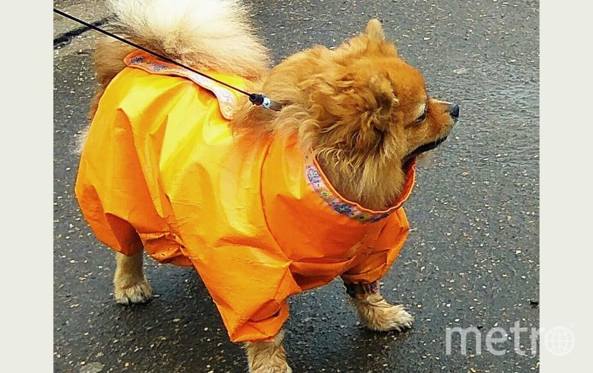 Джессика на улице самая модная, всегда обращает на себя внимание "лисенок" в ярко рыжей курточке. Фото Елена, "Metro"