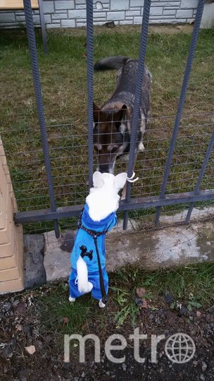 Это Тирион Ланнистер или просто Тереша. Не любит одеваться, но приходится, так как родом из тёплых стран. Фото Людмила, "Metro"