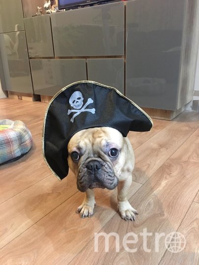 Дексик – настоящий пират, все самое вкусное тащит себе на "корабль". Фото Анна, "Metro"