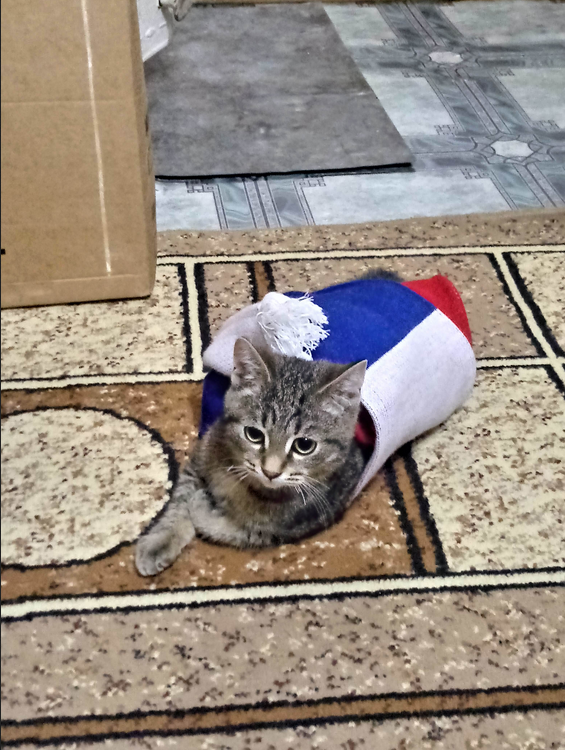 Барсик вместе с хозяевами смотрит футбол и конечно же болеет за Россию! Фото Николай, "Metro"