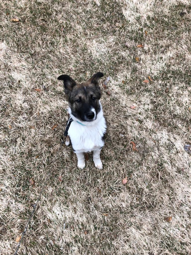 Собака Джоуи на прогулке. Фото персональный сайт Сергея Собянина