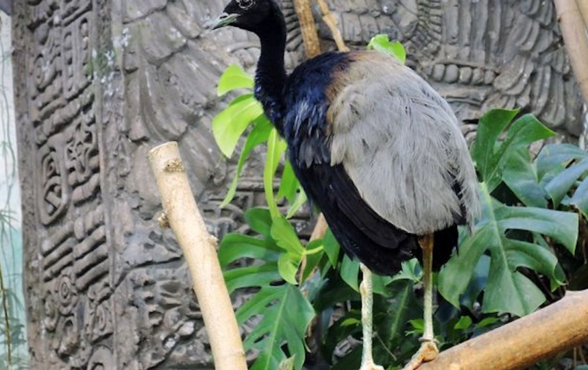 Сероспинные трубачи. Фото moscowzoo.