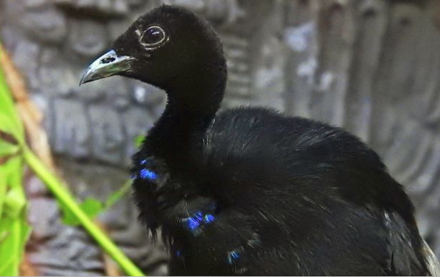 Сероспинные трубачи. Фото moscowzoo.