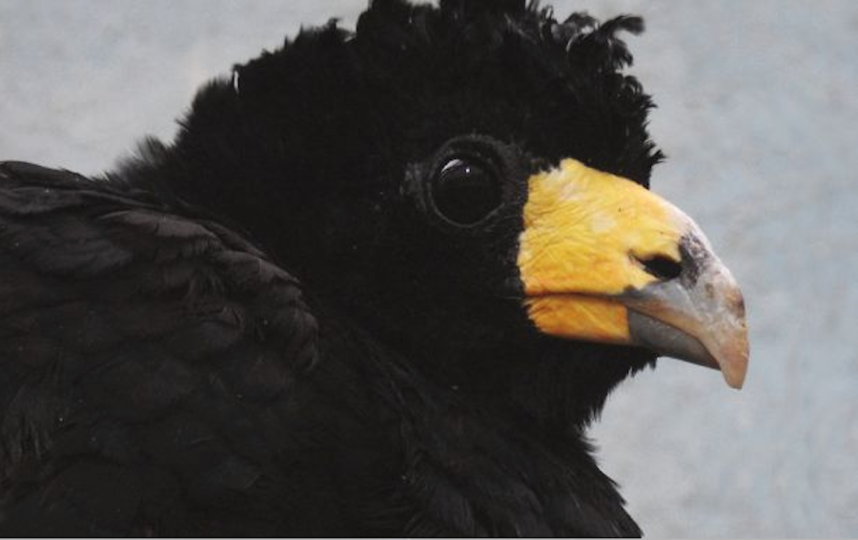 Хохлатые гокко. Фото moscowzoo.