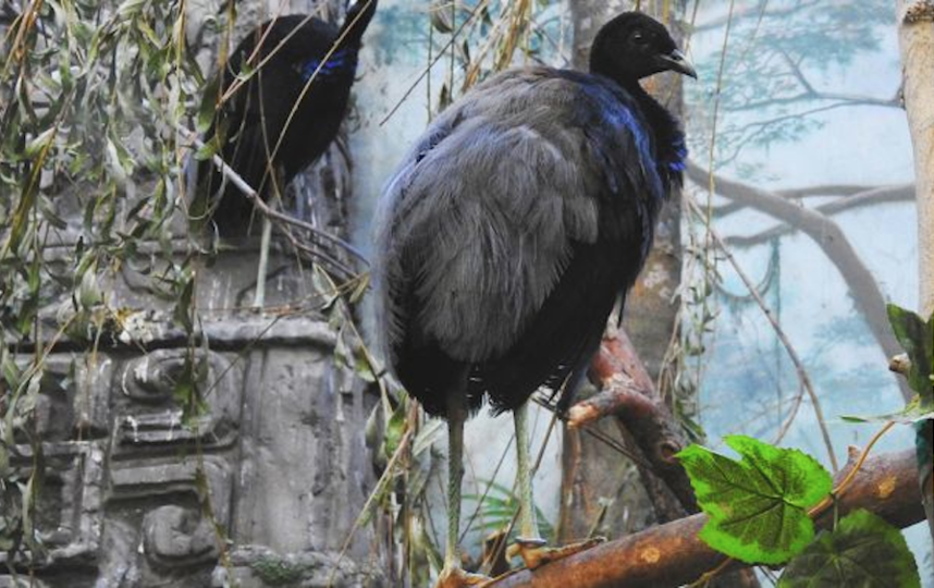 Сероспинные трубачи. Фото moscowzoo.