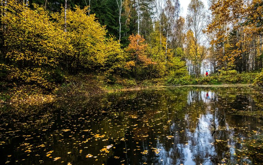 "Золотая" осень продолжит радовать москвичей. Фото AFP