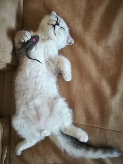 Кот Симон спит с любимой игрушкой! Фото Наталия, Getty