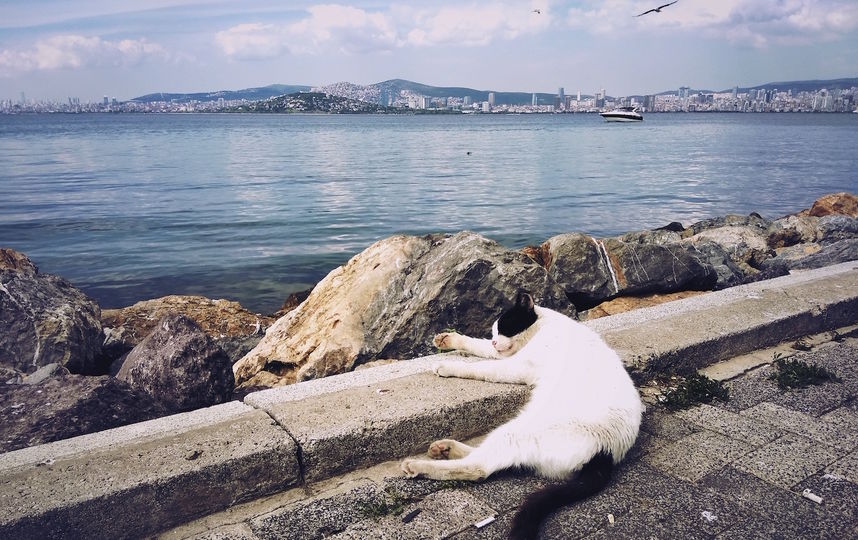 Кот не мой, а турецкий, но милый, снимок сделан на Принцевых островах. Фото Екатерина, Getty