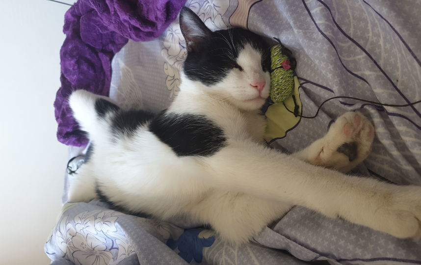 Наш котик Коржик спит со своей любимой мышей. Фото Елена