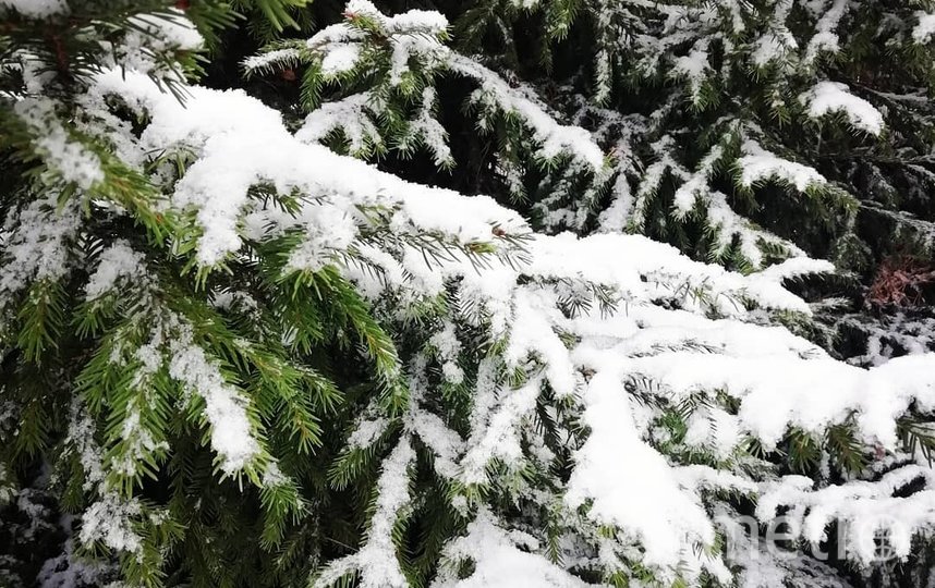 Красотень в Московской области. Фото Скриншот Instagram/rospisi_derevo, "Metro"