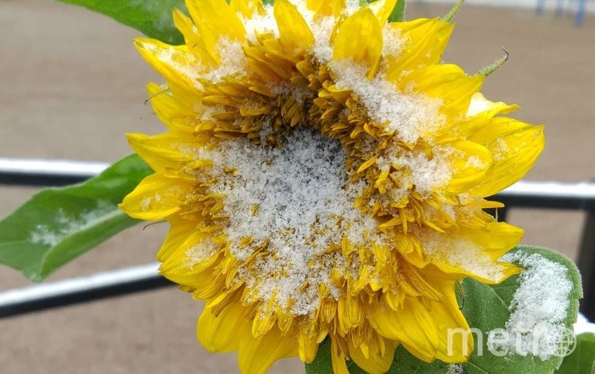 Столичным подсолнухам тоже досталось. Фото Скриншот Instagram/victoria.levykina, "Metro"