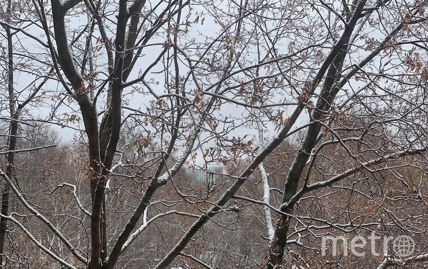 "Со снегом вас, дорогие друзья!": москвичи делятся в соцсетях фотографиями "зимы"