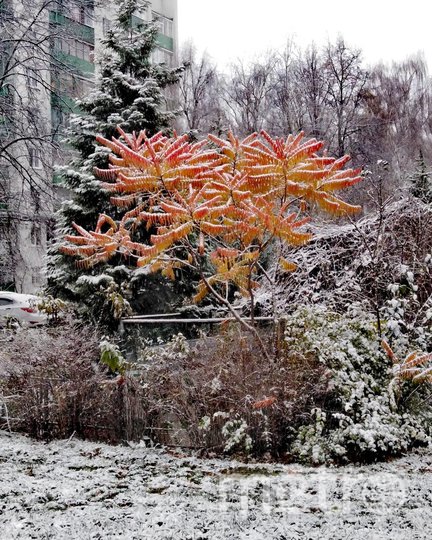 Вот такой красотой поделилась с подписчиками жительница столицы. Фото Скриншот Instagram/i_am_valentina, "Metro"
