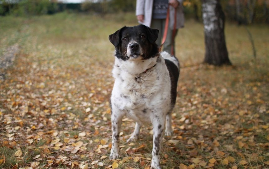 Обитатели приюта в Некрасовке. Фото Оксана Дульская