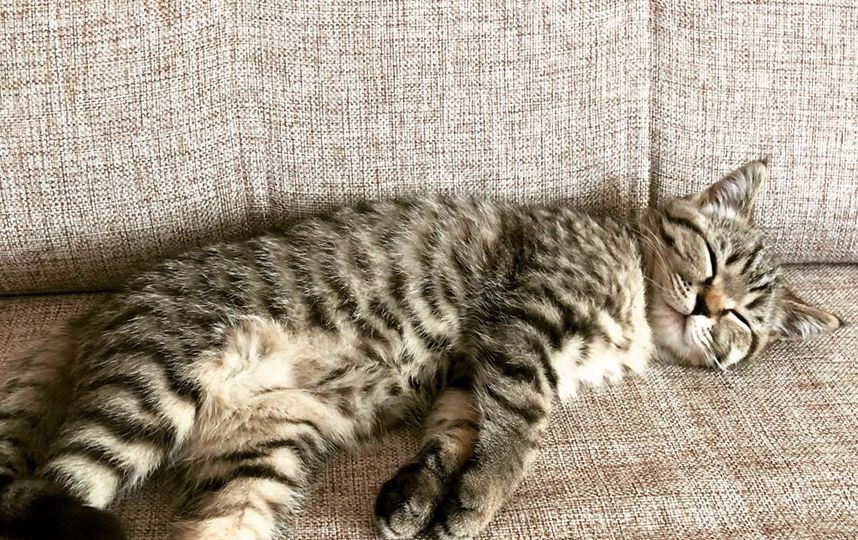 Безумно милая кошечка которая вырубается всегда моментально и в необычных позах))) Зовут Мята. Фото Александр