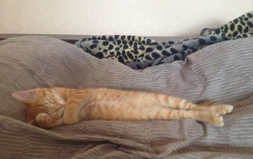 Наш маленький котик Шекс мечтает стать балеруном, поэтому тренируется даже во сне. Фото Жанна