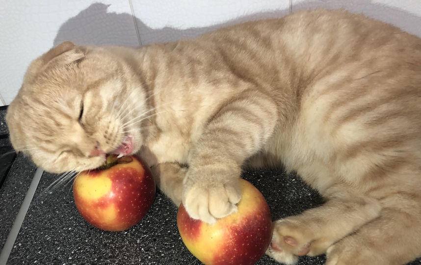 Наш Рафаэль. Яблоки не ест, но аромат их нравится. Фото Евгения