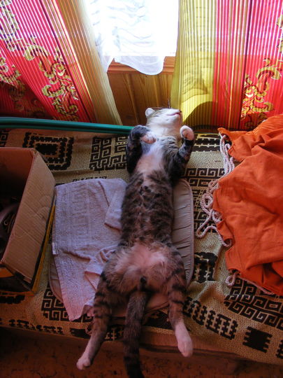 Это наш кот МЯУТ, Отдыхает на даче после бурной ночи. Фото Марина