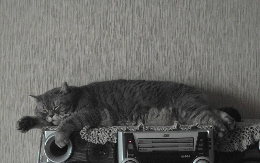 Это наша Мусенька! Ей 10 лет. Вес 6 кг. Фото Виталий