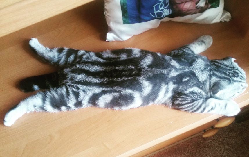 Кот Марсель ,спит в любой позе , а еще любит поспать под одеялом. Фото Мария